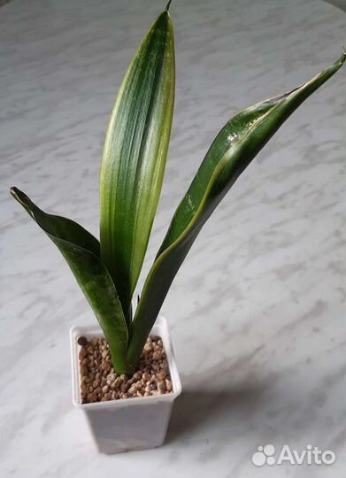Сансевиерия сортовая Diamond Black