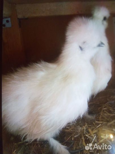 Инкубационные яйца