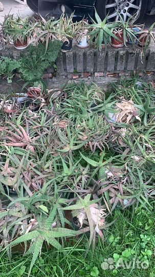 Комнатные растения цветы бесплатно