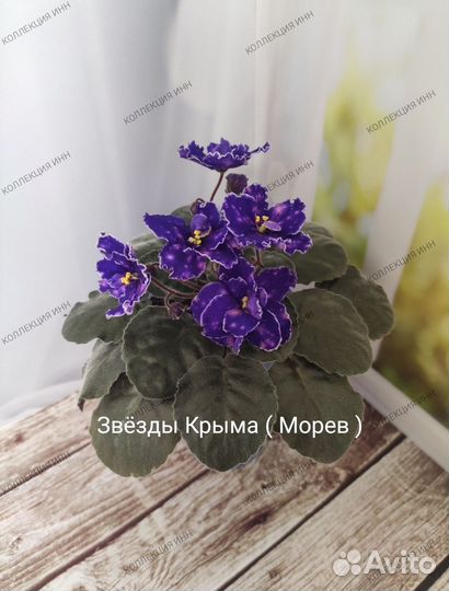 Фиалки сортовые. Детки