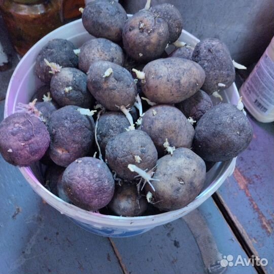 Продам семенной картофель