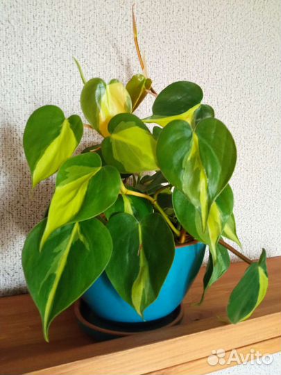 Филодендроны 15 сортов