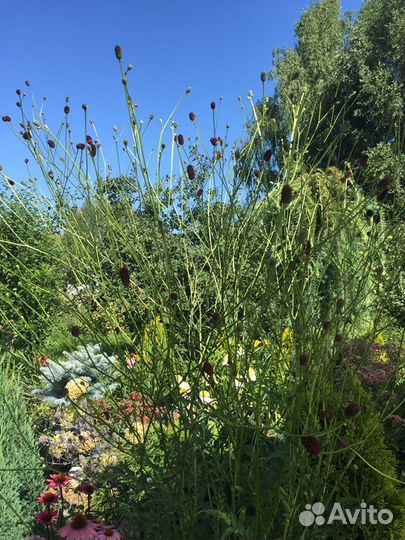 Многолетники из своего сада