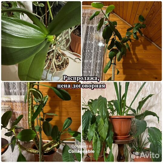 Комнатные растения цветы