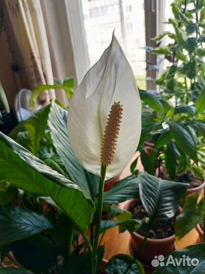 Спатифиллум