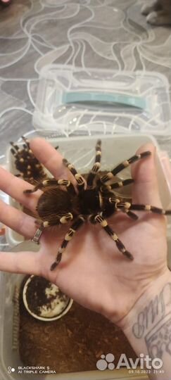 Паук птицеед самка Acanthoscurria Geniculata