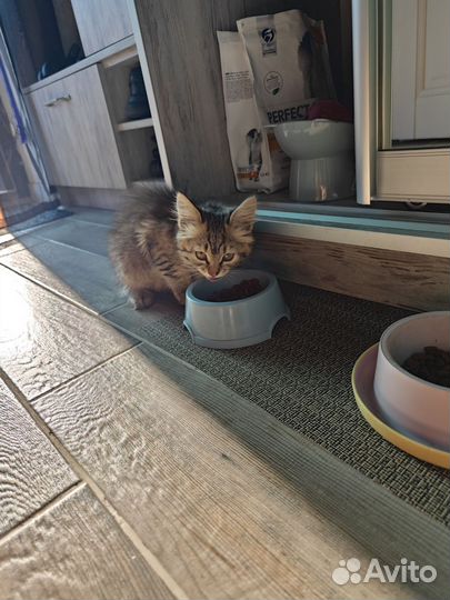 Котенок в добрые руки