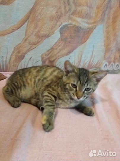 Маленькая кошечка ищет дом