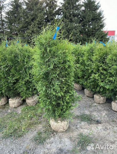 Саженцы Туя Брабант из питомника