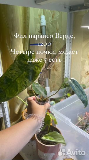 Филодендрон