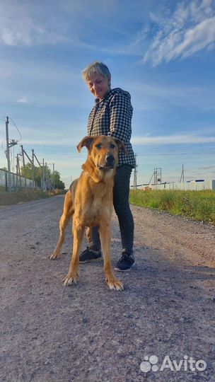 Собака в добрые руки