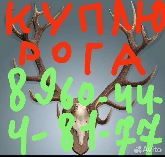 Рога оленя И лося
