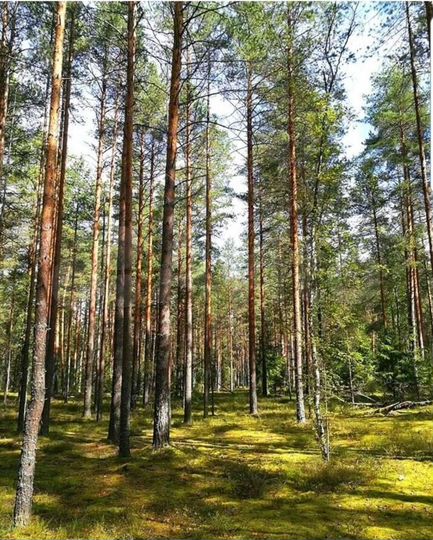 Участок 75 га (ИЖС)