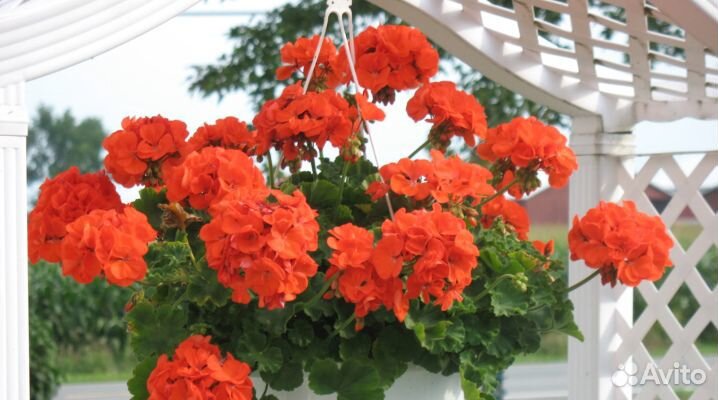 Герань очень красивая сортовая