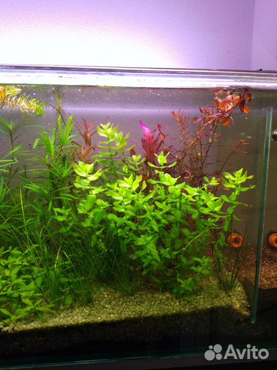 Прополка аквариума