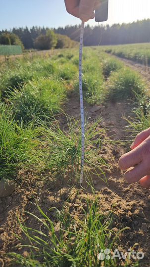 Сеянцы сосны окс