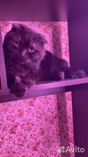 Кот Тихон