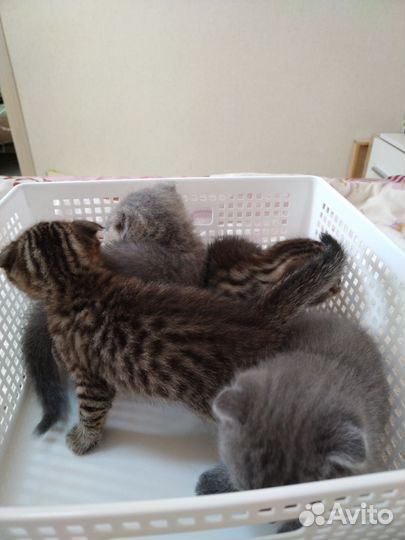 Шотландские котята