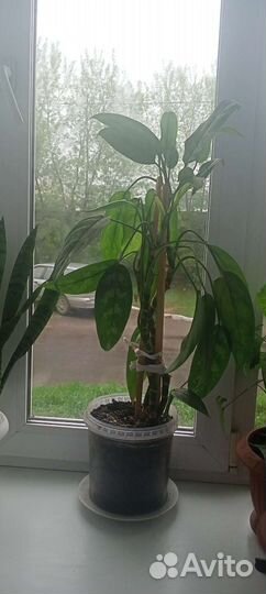 Комнатные цветы шефлера