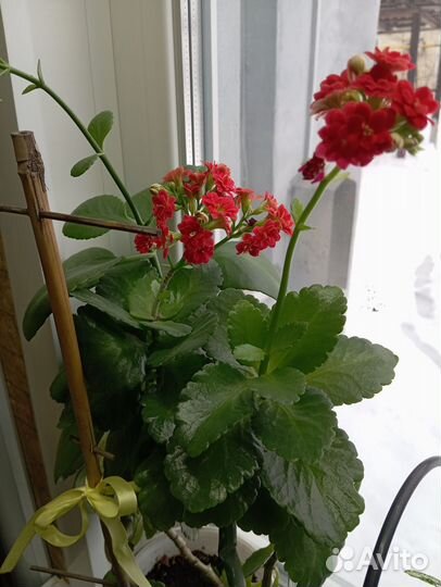 Комнатные цветы