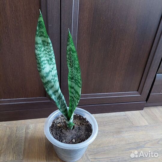 Сансевиерия