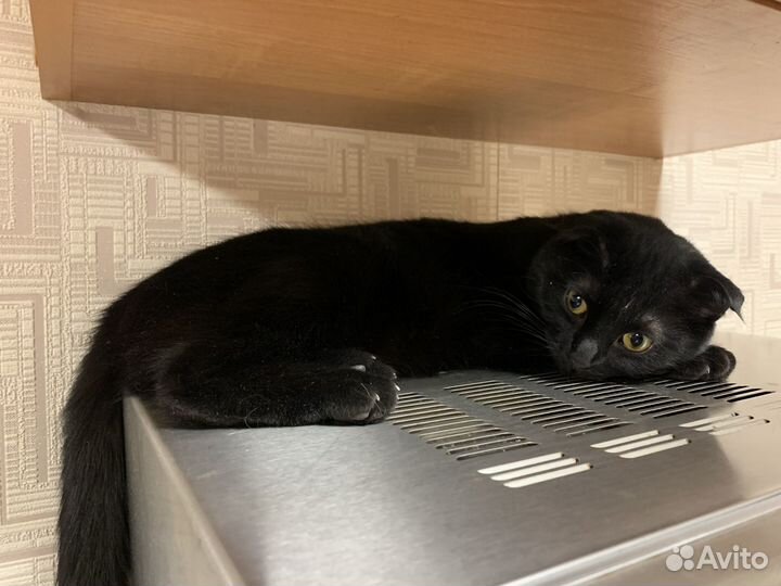 Кошка в добрые руки