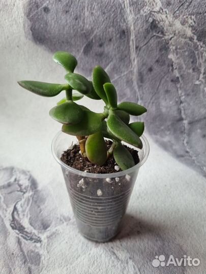 Толстянка, красула, жирянка, денежное дерево