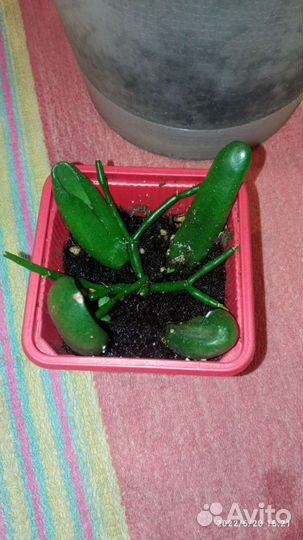 Крассула толстянка