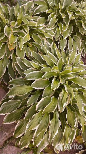 Хоста растение