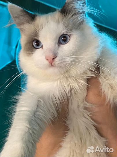 Рэгдолл(клубные)