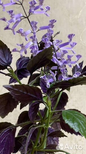 Плектрантус моно лавандер цветок