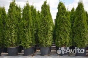 Туя свежая 2024