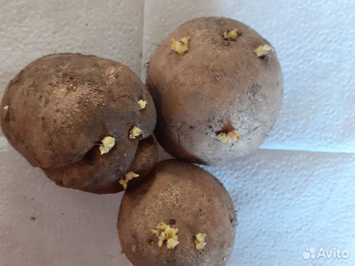 Семенной картофель