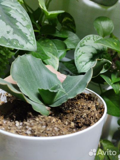 Сансевьерия