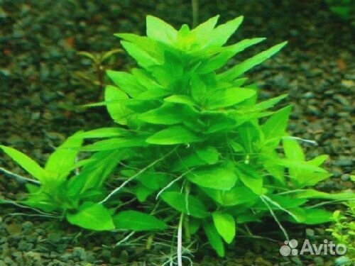 Стаурогин. Растения. Криптокорина. Валлиснерия