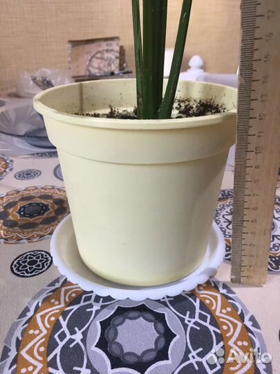 Спатифиллум