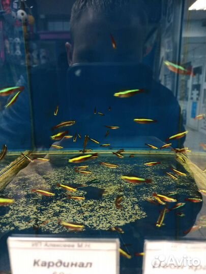 Аквариумные рыбки и растения