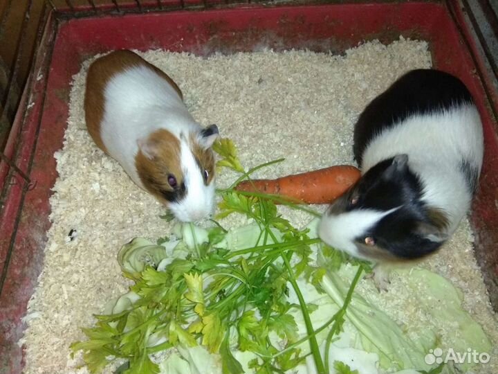 Морские свинки