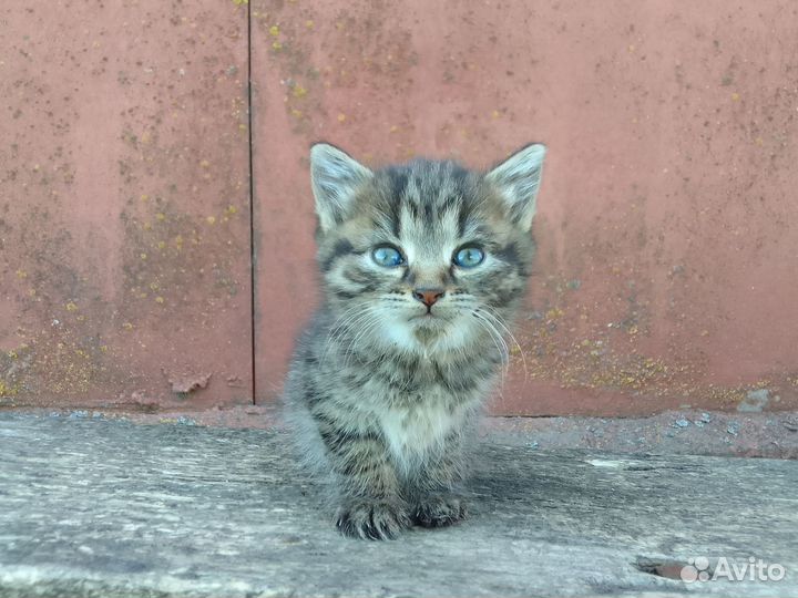 Котята в добрые руки (девочки)