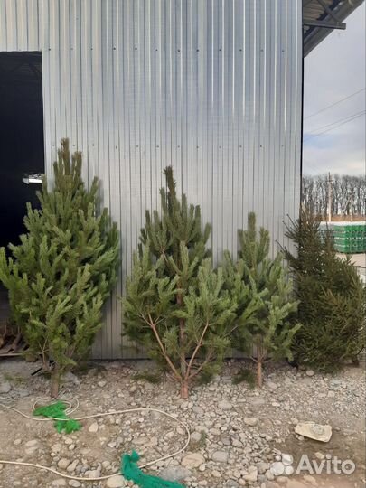 Сосна Ель живая ноовогодняя Елки