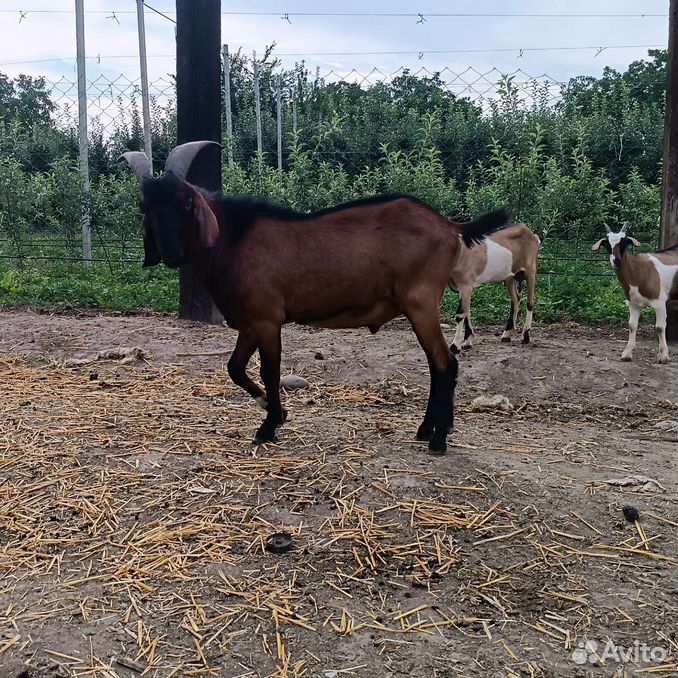 Англо нубийская коза и нубийский козел