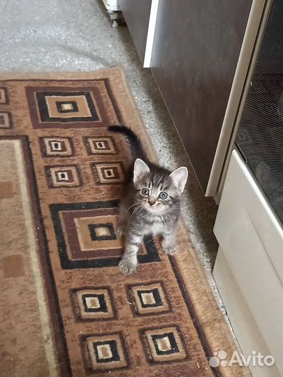 Котята