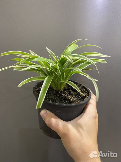 Хлорофитум Лаксум