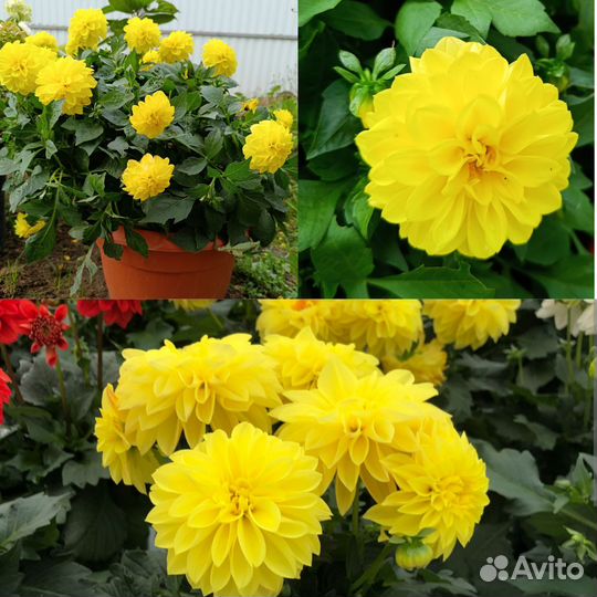 Георгины вегетативные