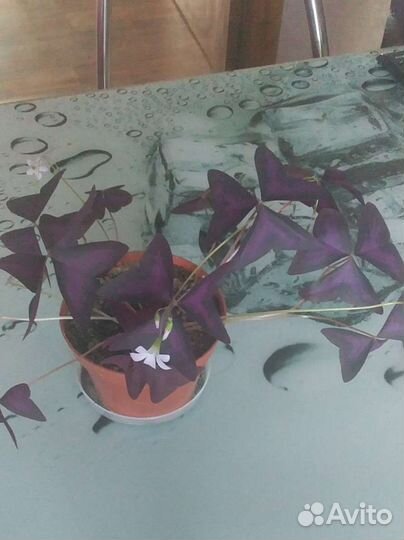 Кислица (оксалис)