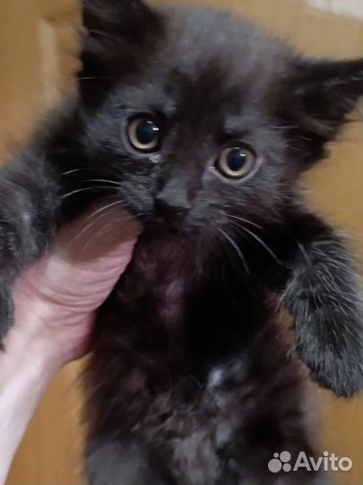 Очаровательные котики