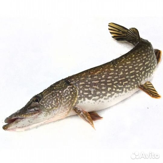 Речная рыба Язь Окунь Щука