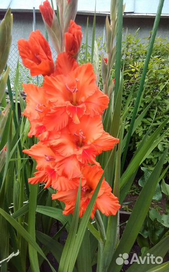 Гладиолусы луковицы