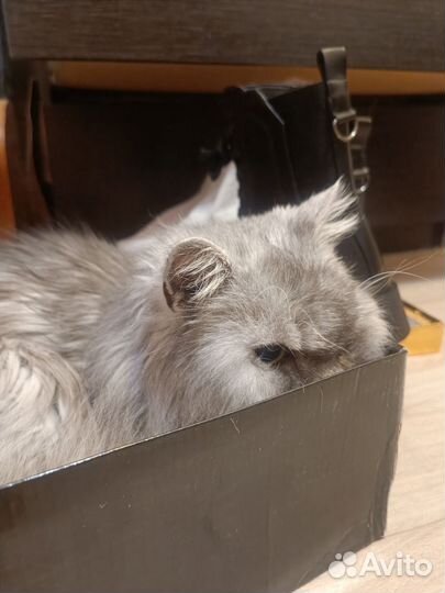 Передержка кошек