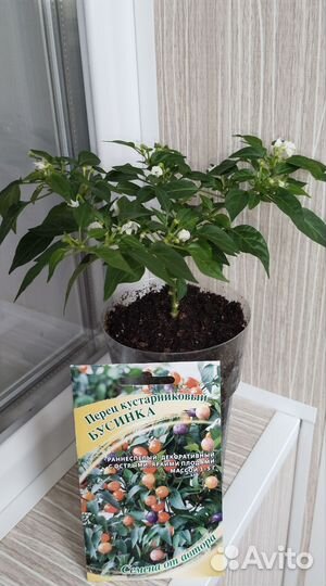 Декоративный перец 